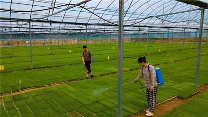 青阳推行“一对一”结对帮带模式，助力水稻育秧高效化与技术推广